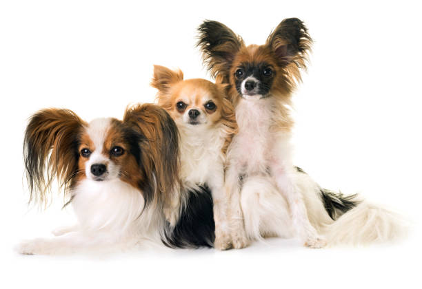 istock papillon dogs and chihuahua 700584934