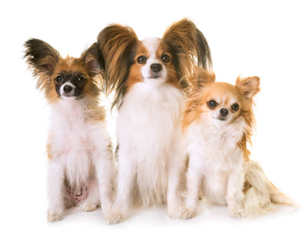 istock papillon dogs and chihuahua 700584968