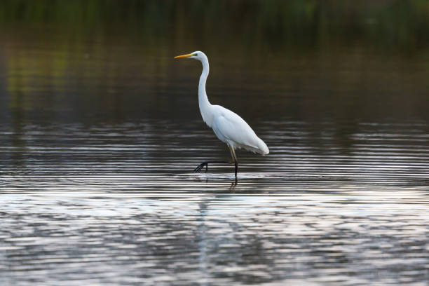 istock great white egret (egretta alba) walking and wading in water 700590114