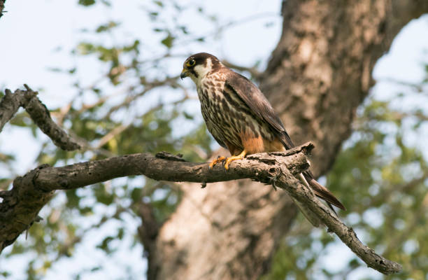 manía eurasiática (falco subbuteo) - falcon fotografías e imágenes de stock