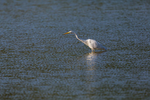 istock great white egret (egretta alba) walking and wading in blue water during sunshine 700590376