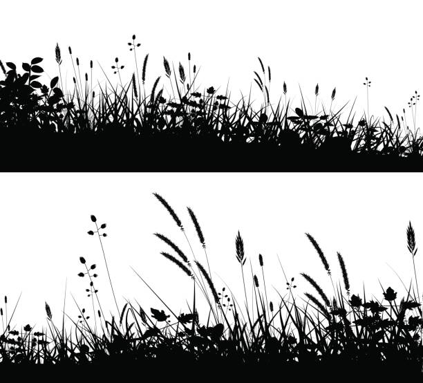 Grassy foregrounds Two editable vector silhouettes of grassy meadows in summer hay field stock illustrations