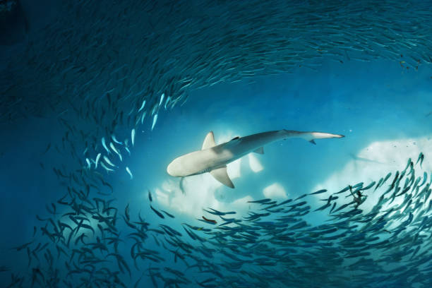 Shark and small fishes in ocean Shark and small fishes in ocean - nature background shark photos stock pictures, royalty-free photos & images