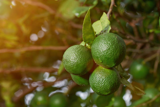 istock Close-up of group green limes 700596900