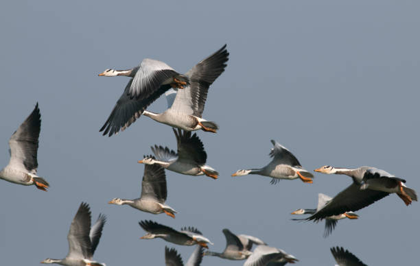 Flock of Bar headed goose Bar headed goose bar headed goose anser indicus stock pictures, royalty-free photos & images