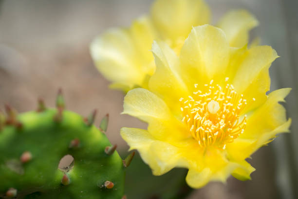 istock Opuntia cacti flower in planter 700597010