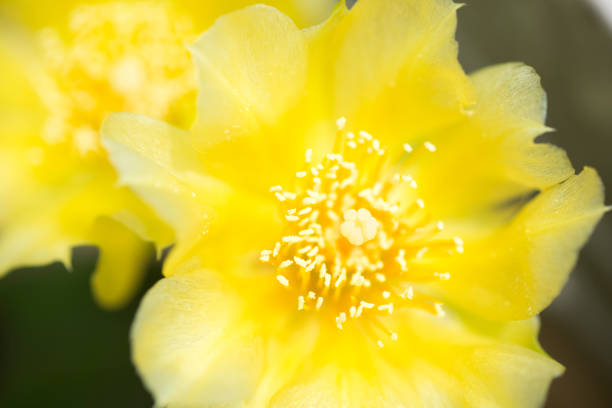 Opuntia cacti flower in planter
