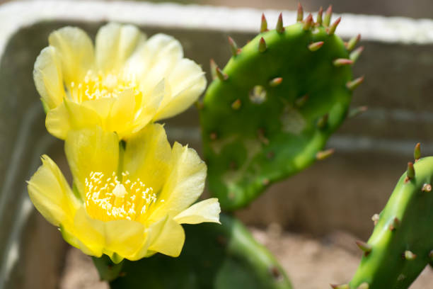 Opuntia cacti flower in planter