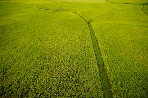 Green rice field in Taiwan