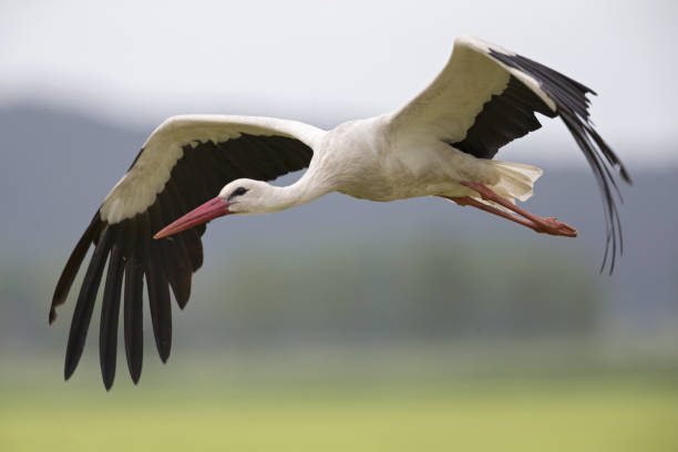 istock white stork (Ciconia ciconia) taking off in flight infront of the meadows. 700603346