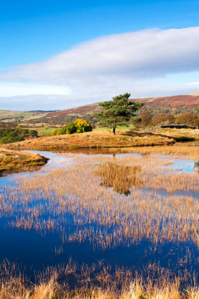 istock Single Tree at Kelly Hall Tarn - English Lake District 700609308