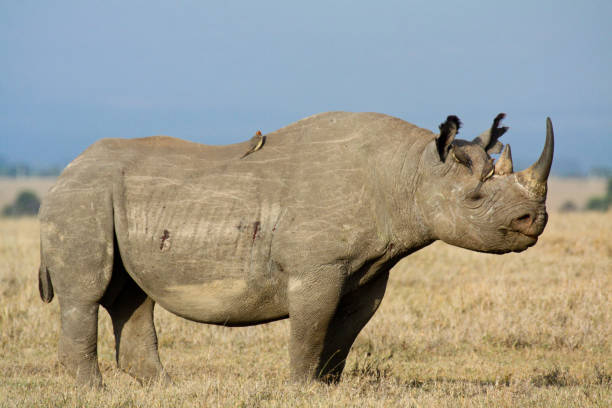istock Black rhino with oxpeckers 700609630