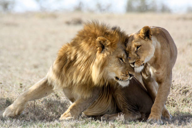 Lions in Love Two consorting lions (Panthera leo) nuzzle in the shade. Ol Pejeta Conservancy, Kenya. coupling stock pictures, royalty-free photos & images