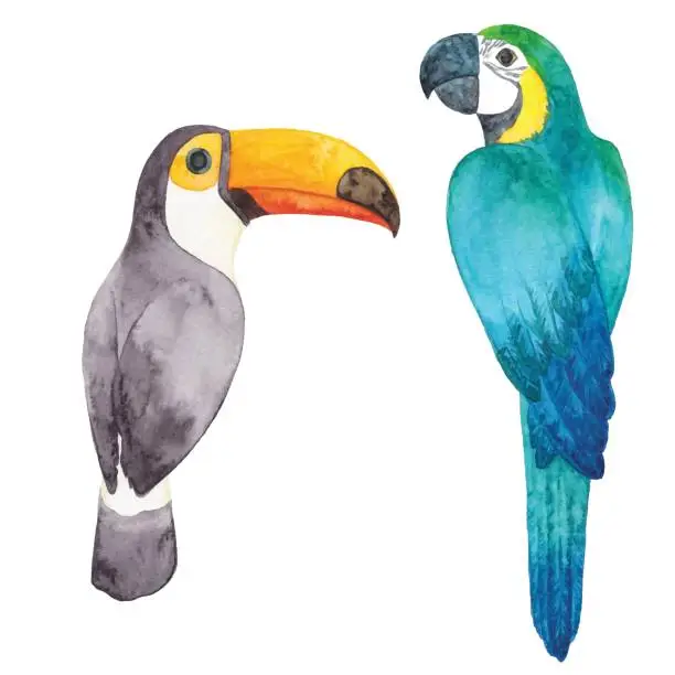 Vector illustration of Watercolor Parrot and Toucan