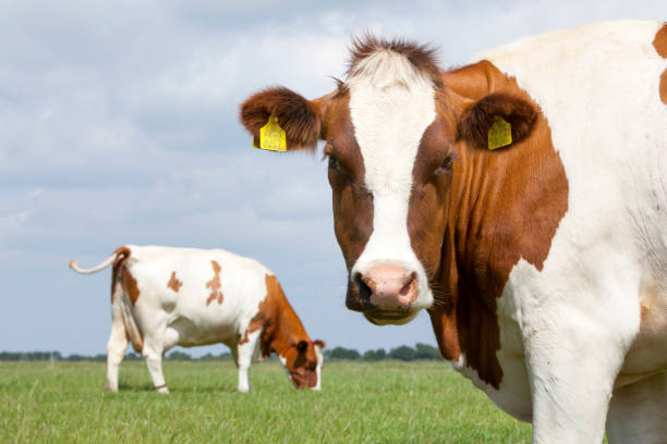 istock red and white cows in green grassy dutch meadow under blue sky with white clouds 700617104