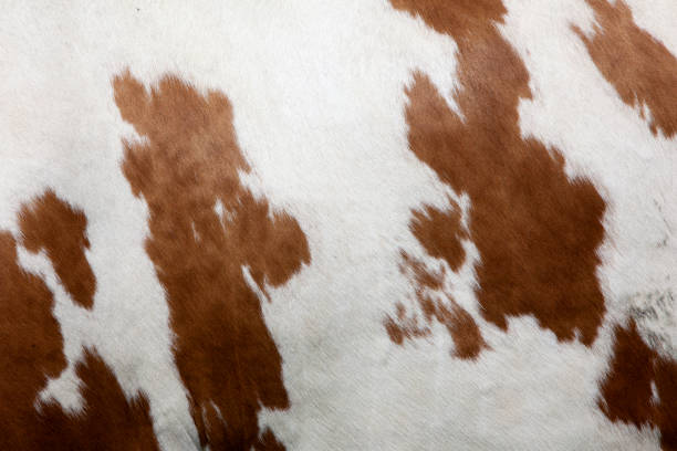 istock abstract red and white pattern on side of cow 700617106