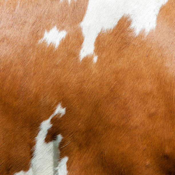 istock abstract red and white pattern on side of cow 700617116