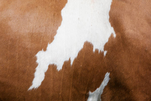 istock abstract red and white pattern on side of cow 700617130