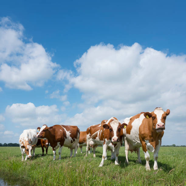 istock red and white cows in green grassy dutch meadow under blue sky with white clouds 700617134