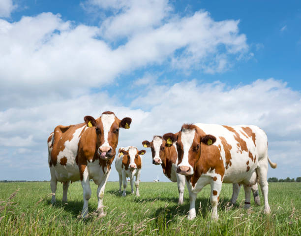 istock red and white cows in green grassy dutch meadow under blue sky with white clouds 700617138