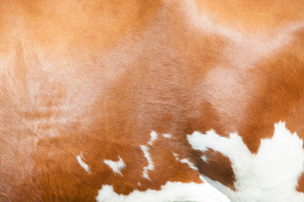 istock abstract red and white pattern on side of cow 700617142