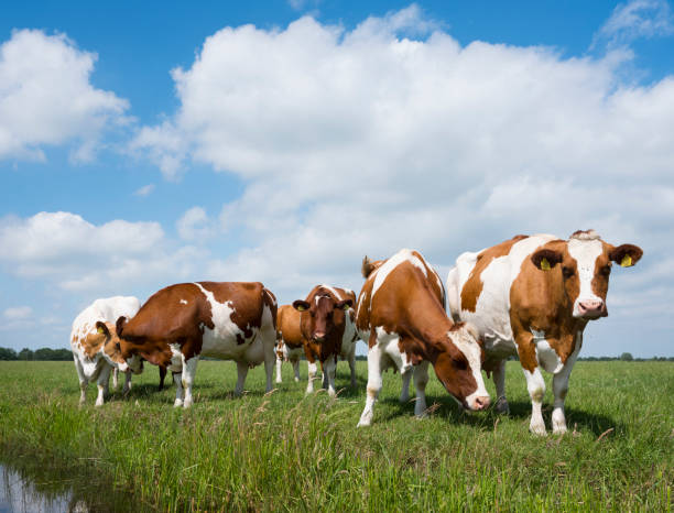 istock red and white cows in green grassy dutch meadow under blue sky with white clouds 700617154