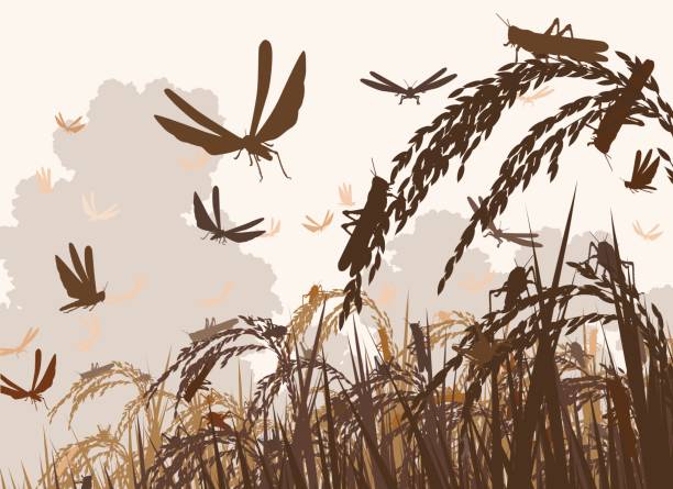 ilustrações de stock, clip art, desenhos animados e ícones de swarming locusts - locust swarm of insects insect group of animals