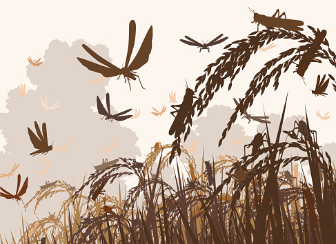 Vector illustration of a swarm of locusts attacking rice plants and threatening food security