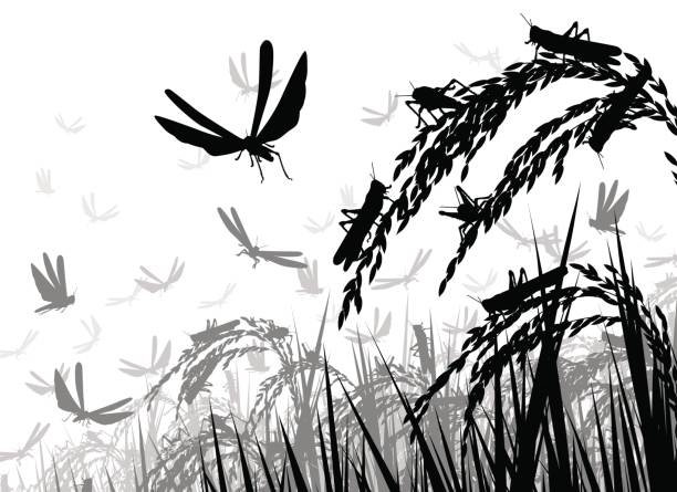 illustrazioni stock, clip art, cartoni animati e icone di tendenza di locuste sul riso - locust swarm of insects insect group of animals