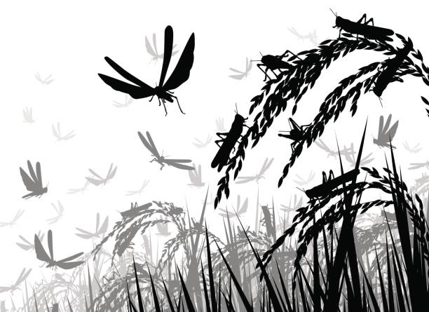 ilustrações de stock, clip art, desenhos animados e ícones de locusts on rice - locust invasion