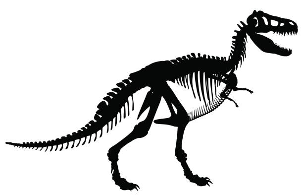 ilustraciones, imágenes clip art, dibujos animados e iconos de stock de t rex esqueleto - dinosaur fossil tyrannosaurus rex animal skeleton