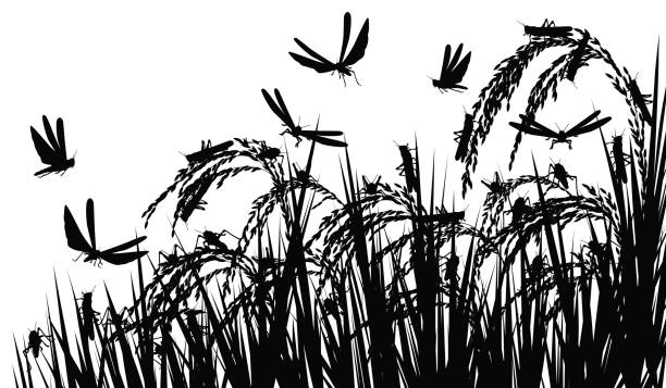 ilustrações de stock, clip art, desenhos animados e ícones de locusts on rice - locust invasion