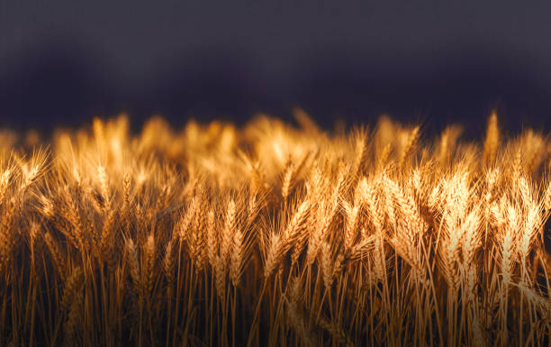 Golden wheat field in sunset night