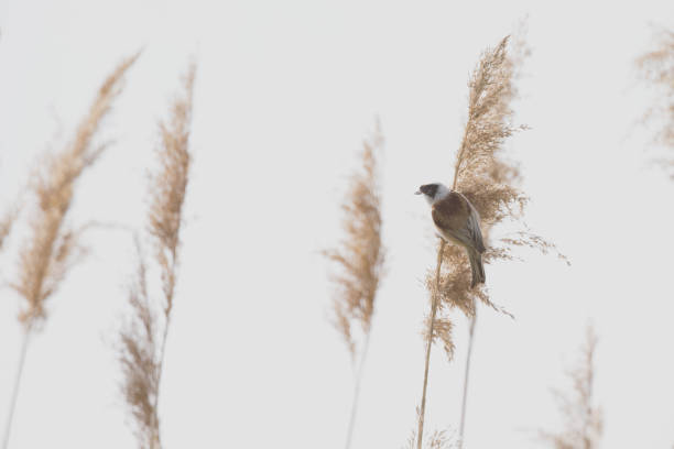 istock European penduline tit (Remiz pendulinus) perched on a reed branch. 700631514