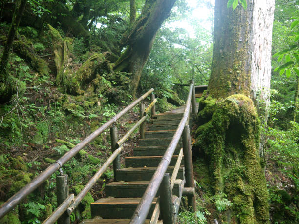 istock Yakushima hiking trail 700633868