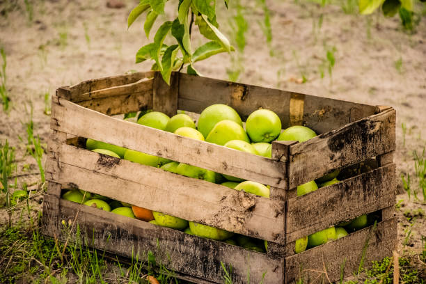 istock Basket with organic green apples 700633892