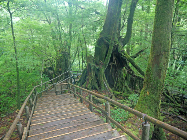 istock Yakushima hiking trail 700634038