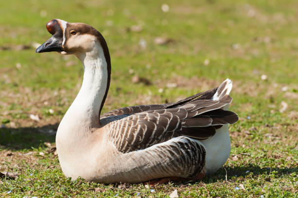 Swan goose. Anser cignoides. Chinese goose. Swan goose. Anser cignoides. Chinese goose.Fatty liver. Foie grass chinese goose stock pictures, royalty-free photos & images