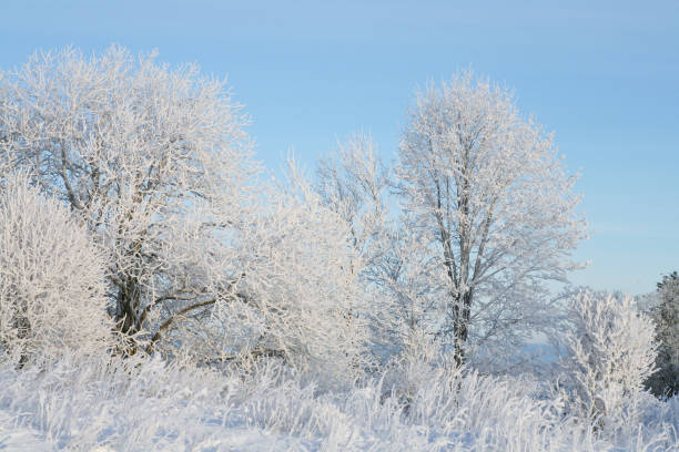 istock Trees covered in hoarfrost on a cold winter day 700637480
