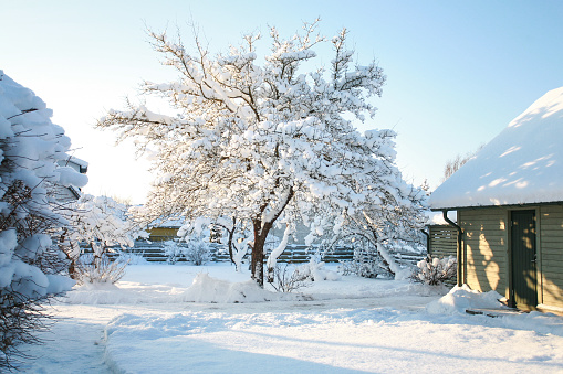Residential countryside wooden house and a snowy garden on a cold, sunny winter morning with clear, blue skies