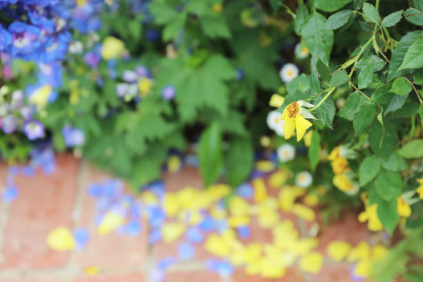 Perennial  garden flower bed in spring