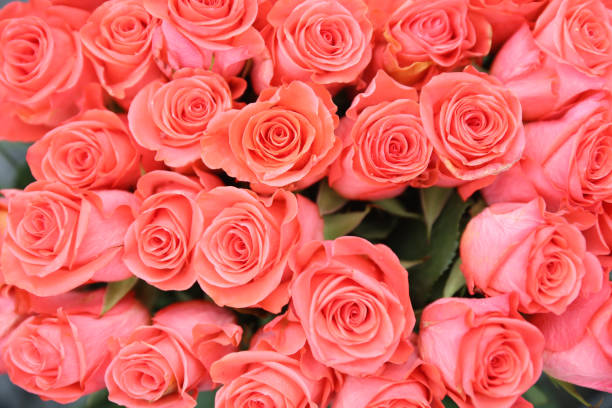 istock color roses back ground at the garden 700646752