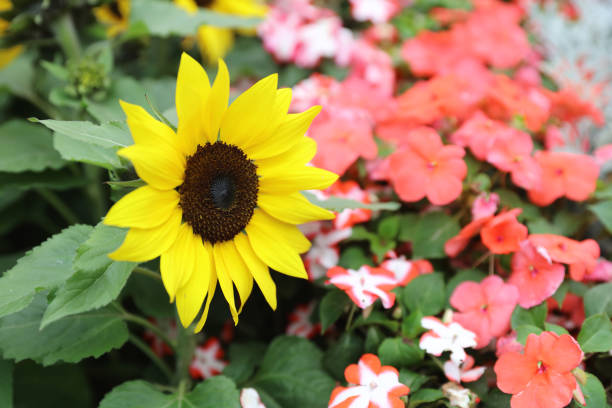Beautiful flowers in the garden