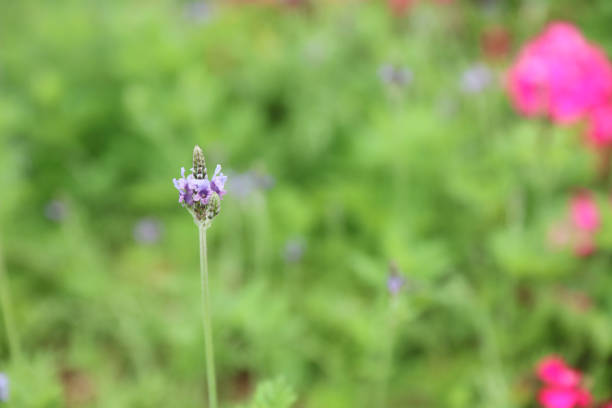 the Lavender flowers in the field in spring