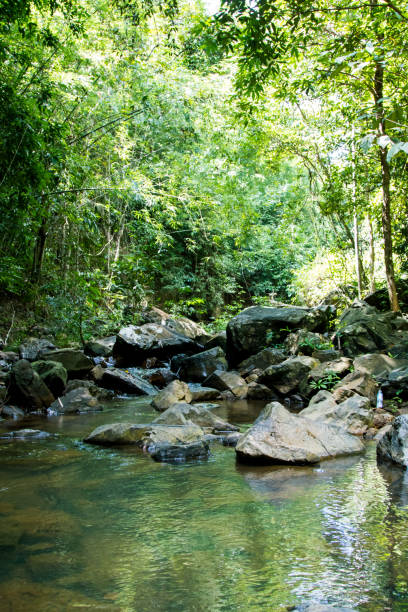 istock Up stream in tropical rain forest in Thailand 700649474