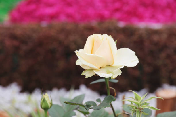 the color roses bush in the garden