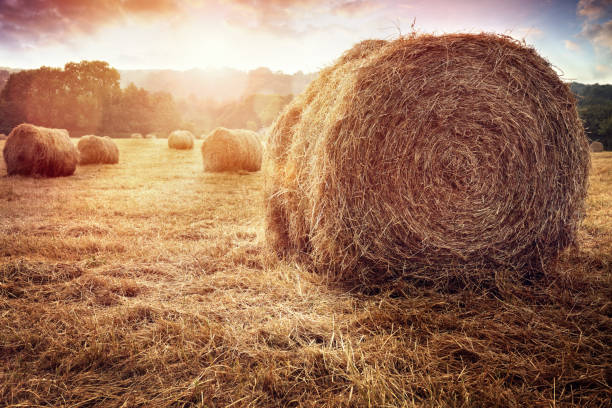 balle di fieno in campo dorato al tramonto - mucchio di fieno foto e immagini stock