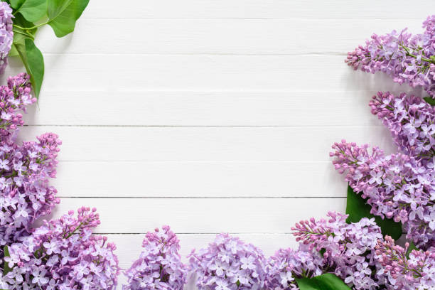 istock Frame of lilac flowers on white background 700650620