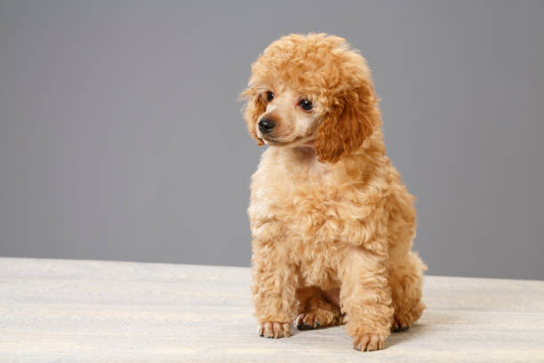 istock Dog Cute miniature poodle puppy 700653314