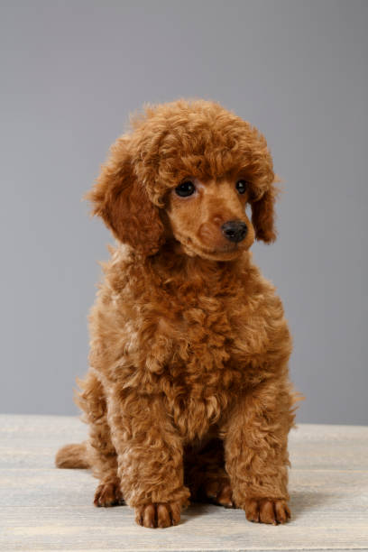 istock Dog Cute miniature poodle puppy 700653468